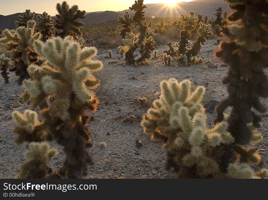 Sunrise over Cholla Garden