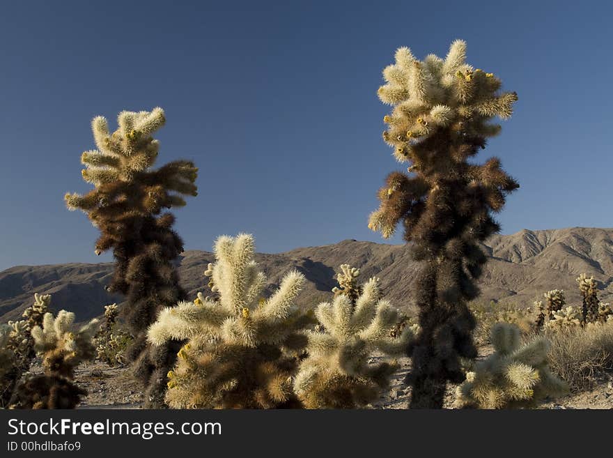 Cholla Garden