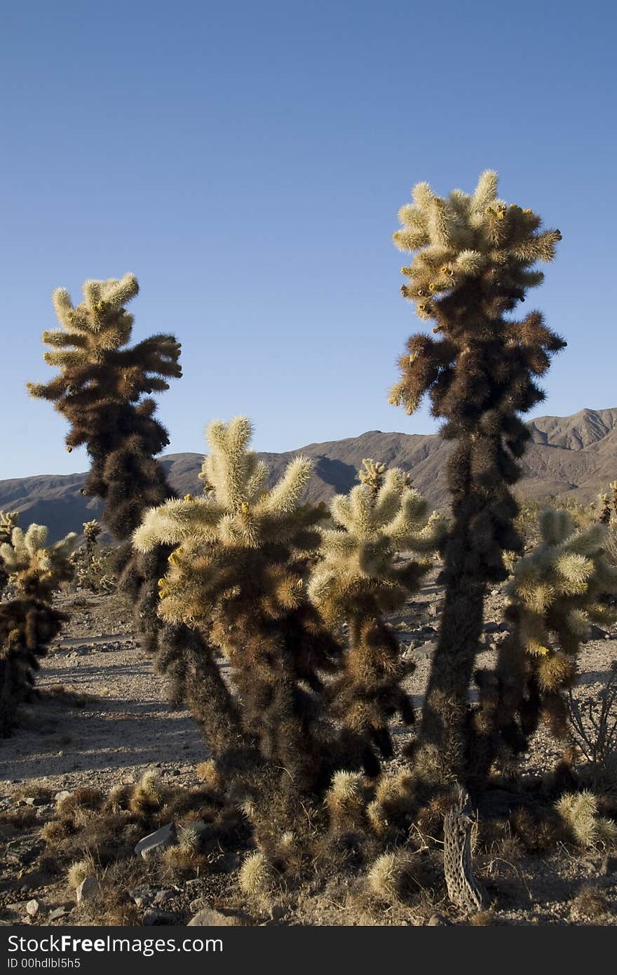 Cholla Cluster