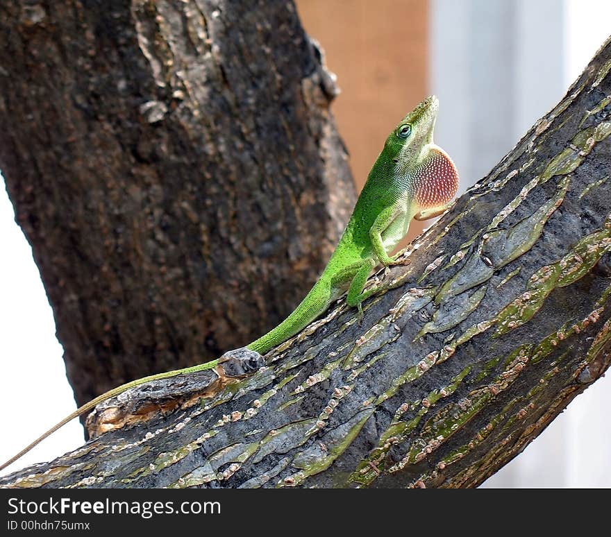 Anole With Dewlap