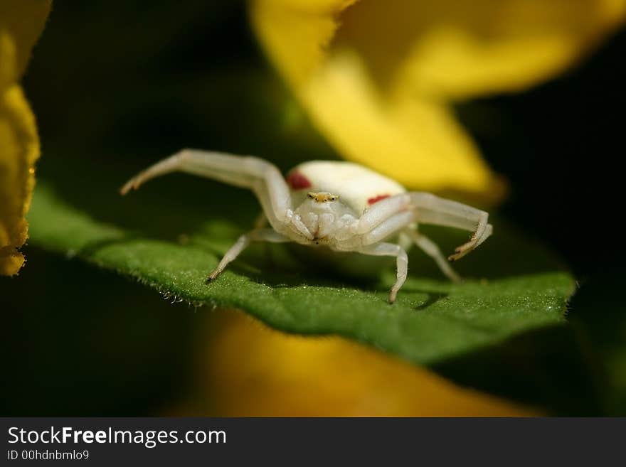 The white spider sits on a leaflet. A close up.