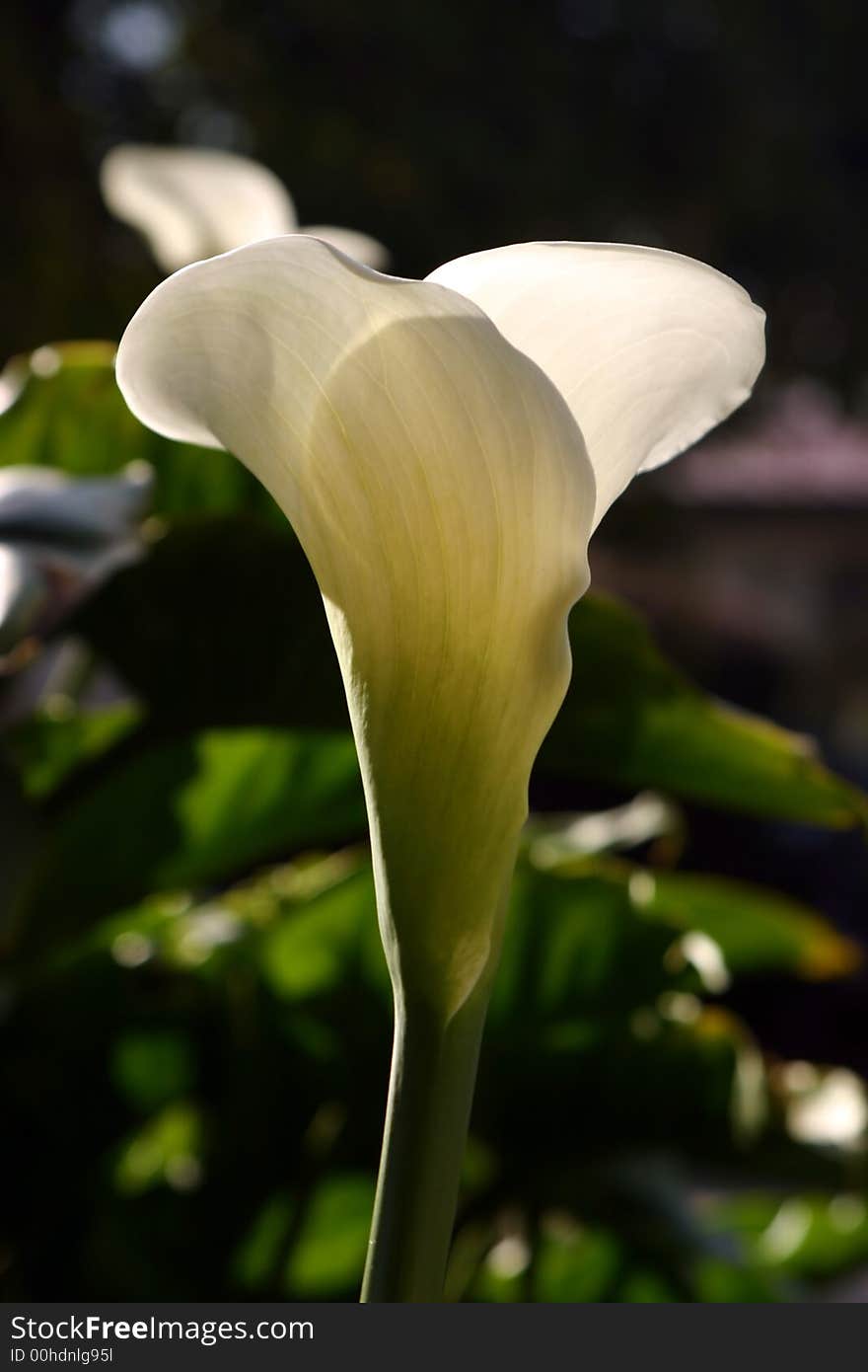 A macro shot of a beautiful, white Calla Lily