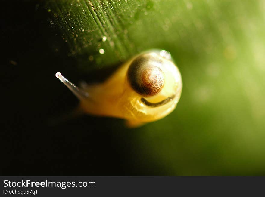 Tiny Snail In The Park