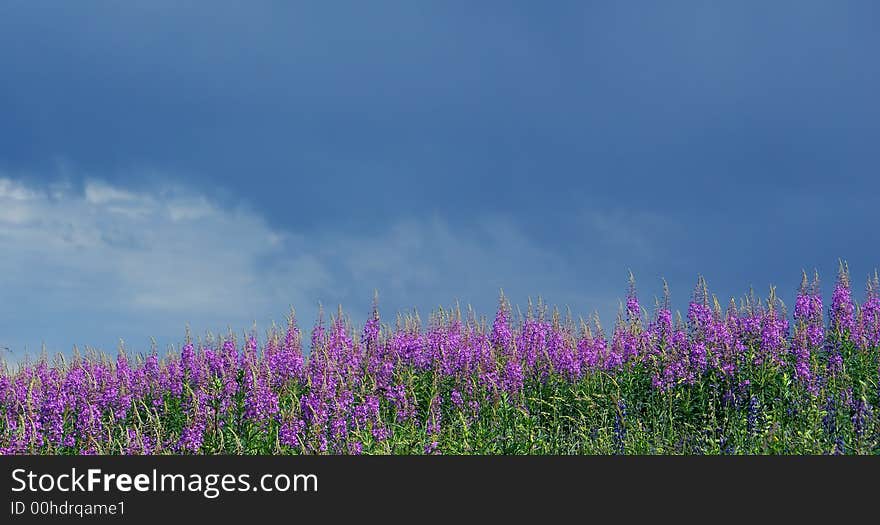 Dark thunderclouds; above a field brightly crimson flowers. Dark thunderclouds; above a field brightly crimson flowers.