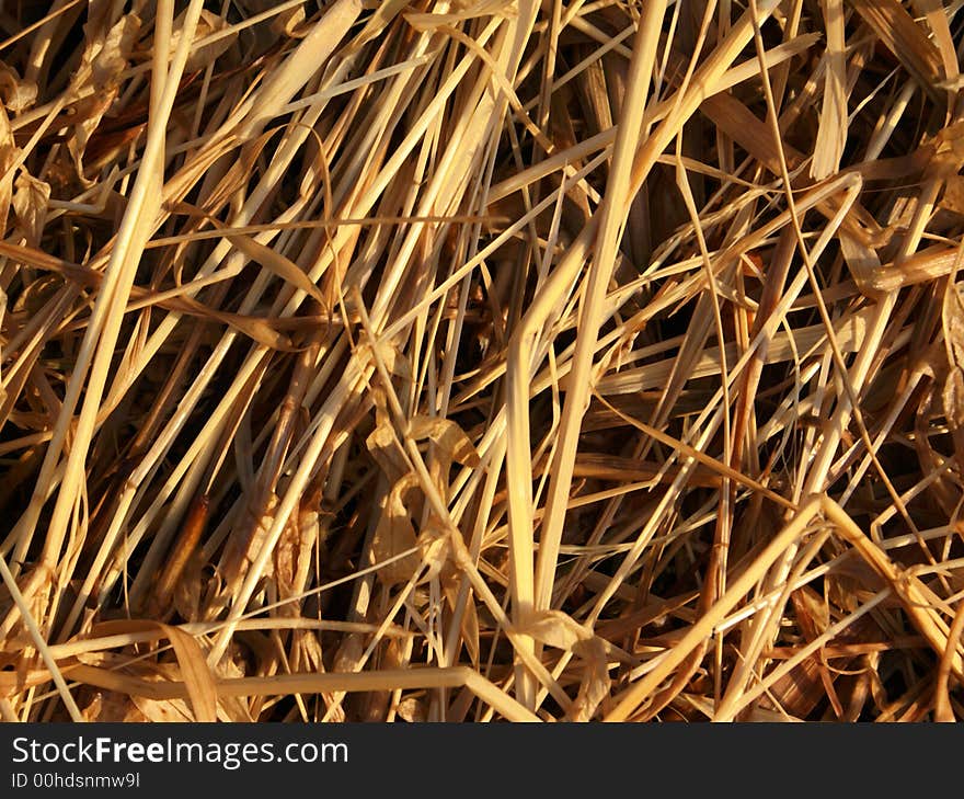 Hay - the dry oblique grass. . Hay - the dry oblique grass.