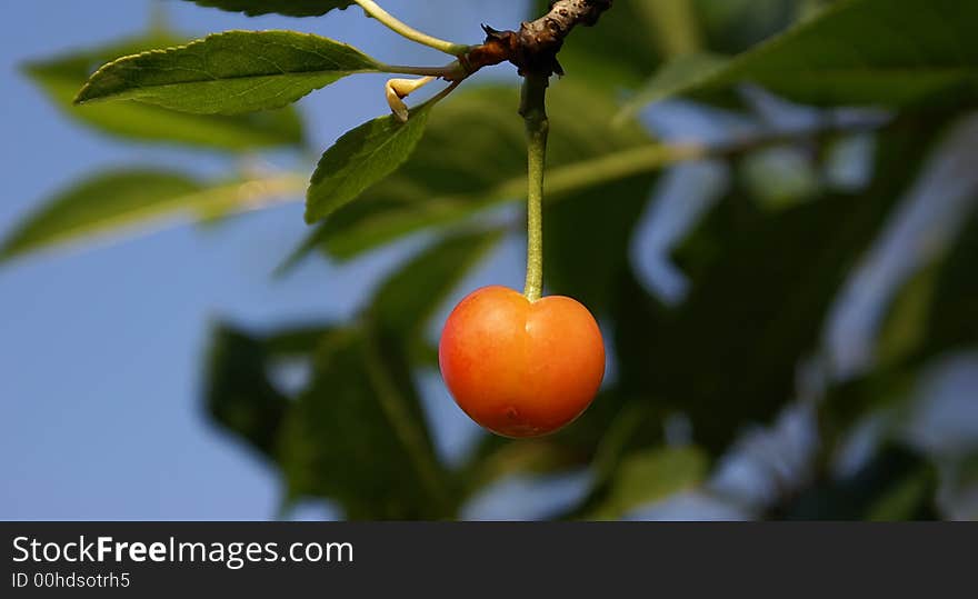 The fruits created by the nature are beautiful and tasty. The fruits created by the nature are beautiful and tasty.