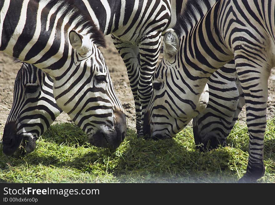 Eating zebras