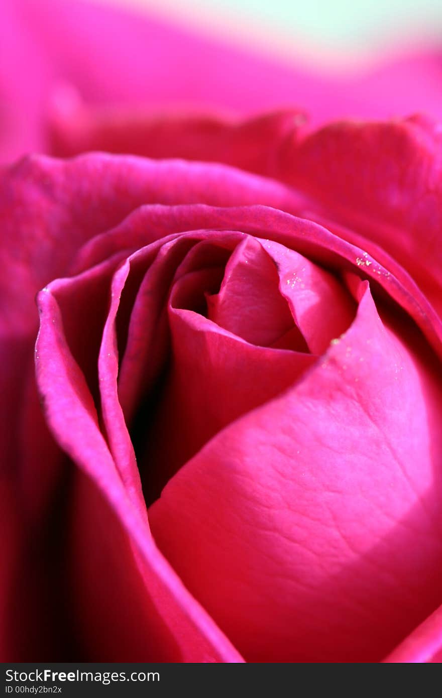 Close-up of red rose, macro