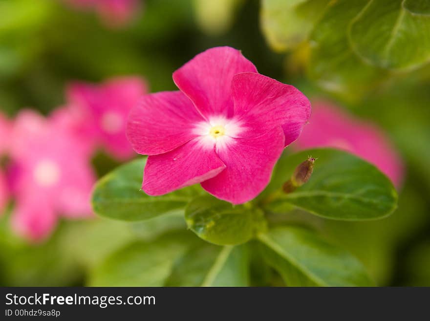 Beautiful flower in the garden