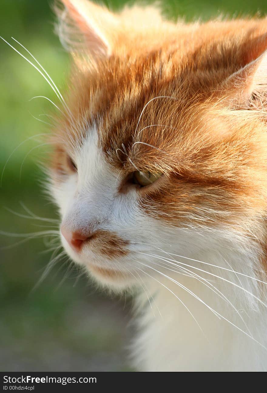 Cat close up. Cat in the evening sun