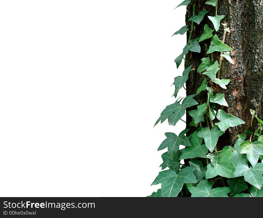 Ivy scrambled up on log, the background is white. Ivy scrambled up on log, the background is white