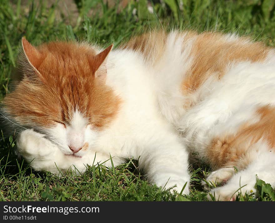 Cat close up. Cat in the evening sun