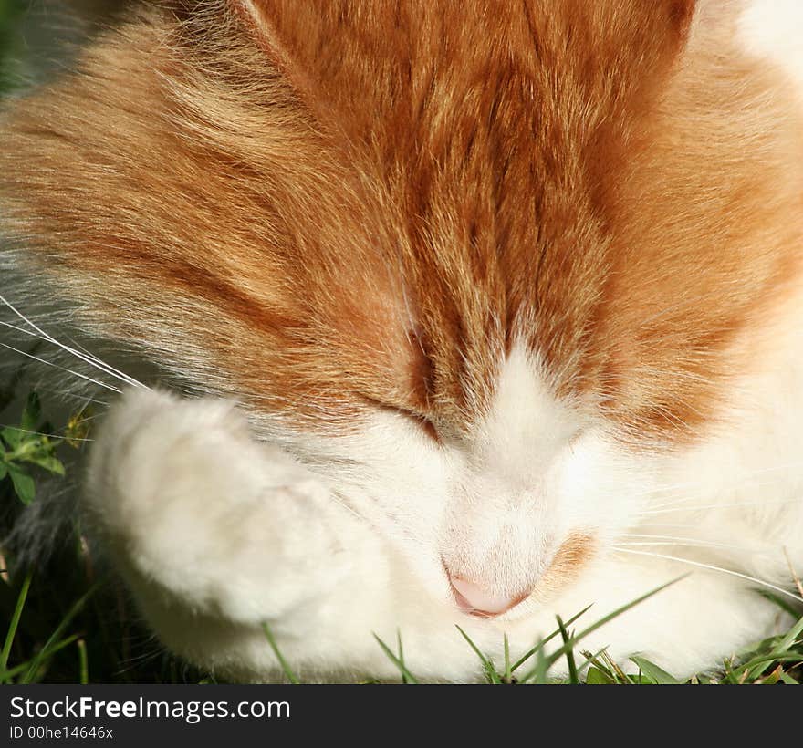 Cat close up. Cat in the evening sun