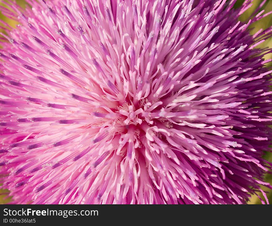 Pink flower of thorn weed plant (close-up, natural background)