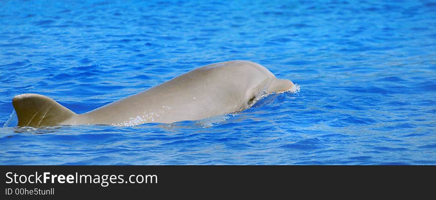 Dolphin swimming fee in the sea. Dolphin swimming fee in the sea.