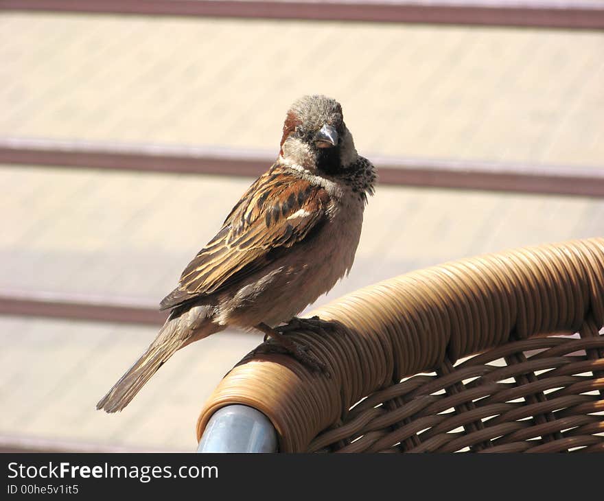 Sparrow on the back of chear