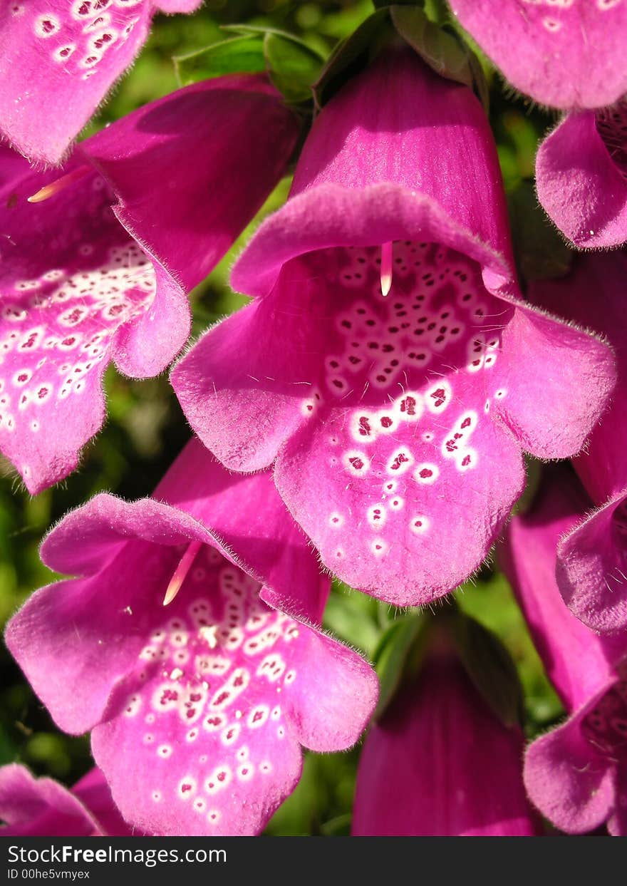 A close up of foxgloves bathed in sunlight