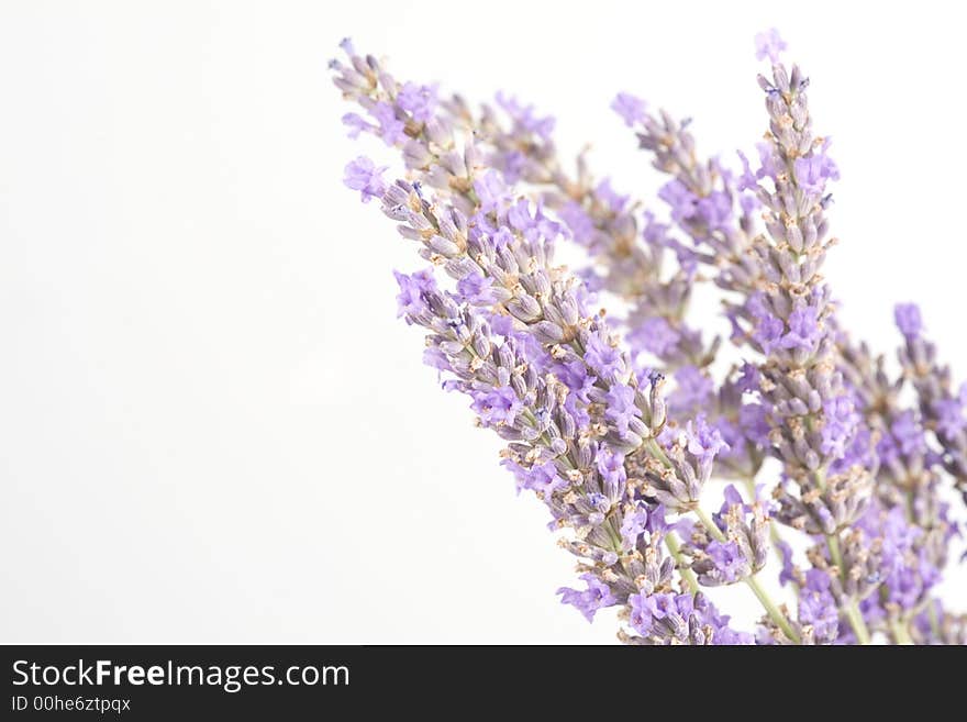 Bunch of lavender flowers isolated on white