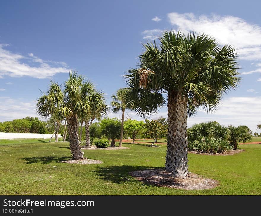 Palm Trees