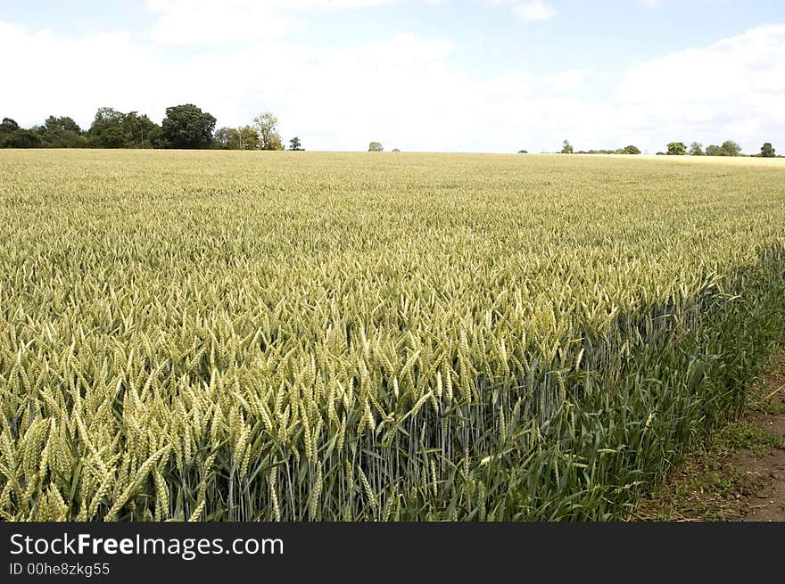 Wheat field, Hertfordshire 1