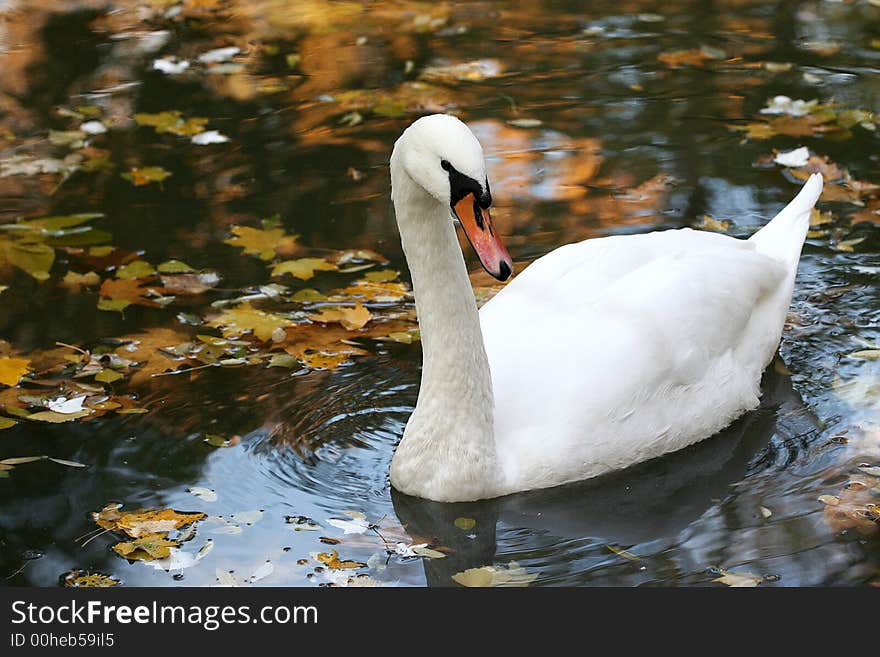 Swan