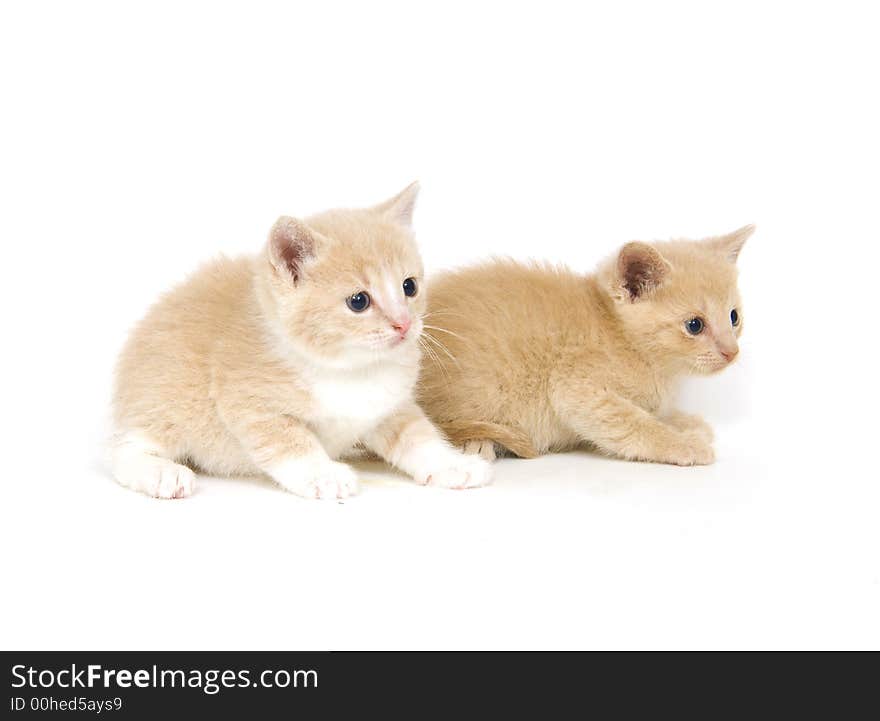 Yellow kittens sit on a white background