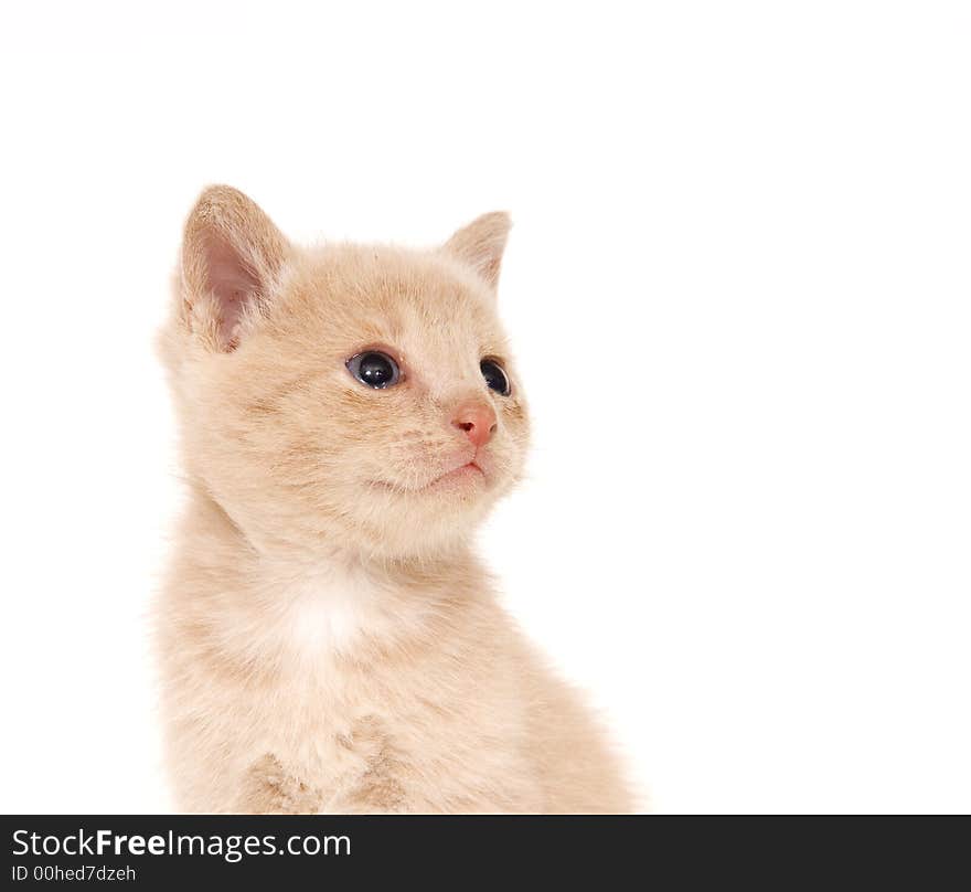 Yellow Cat On White Background