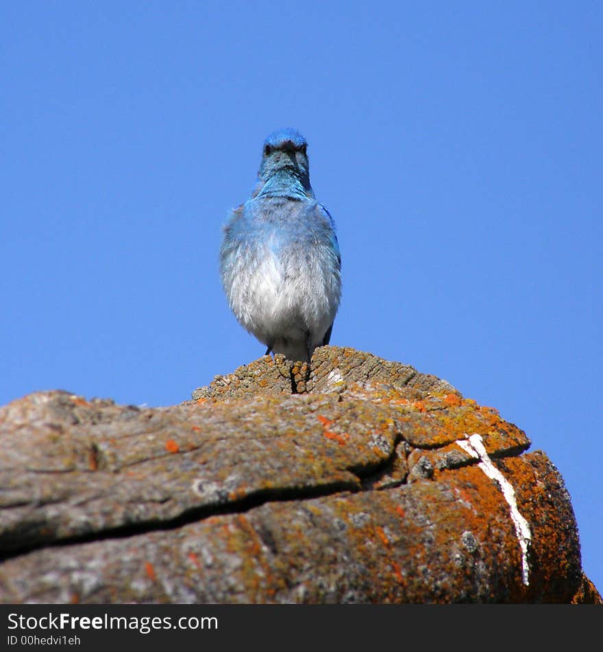 Mountain Bluebird