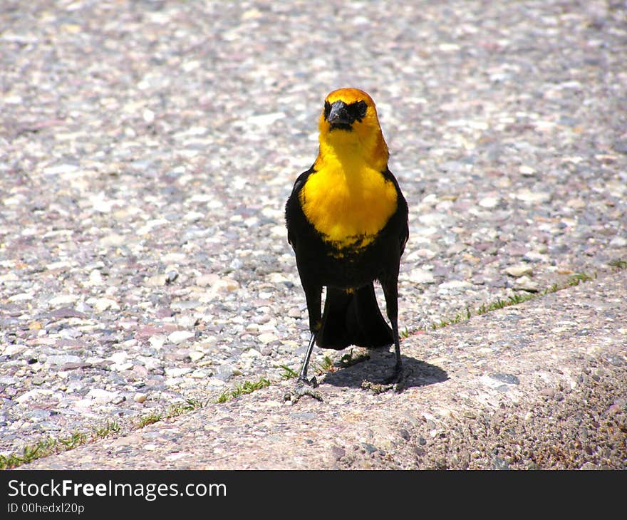 Yellow headed blackbird in car park near Jackson's Lake, Grand Teton National Park, Wyoming.