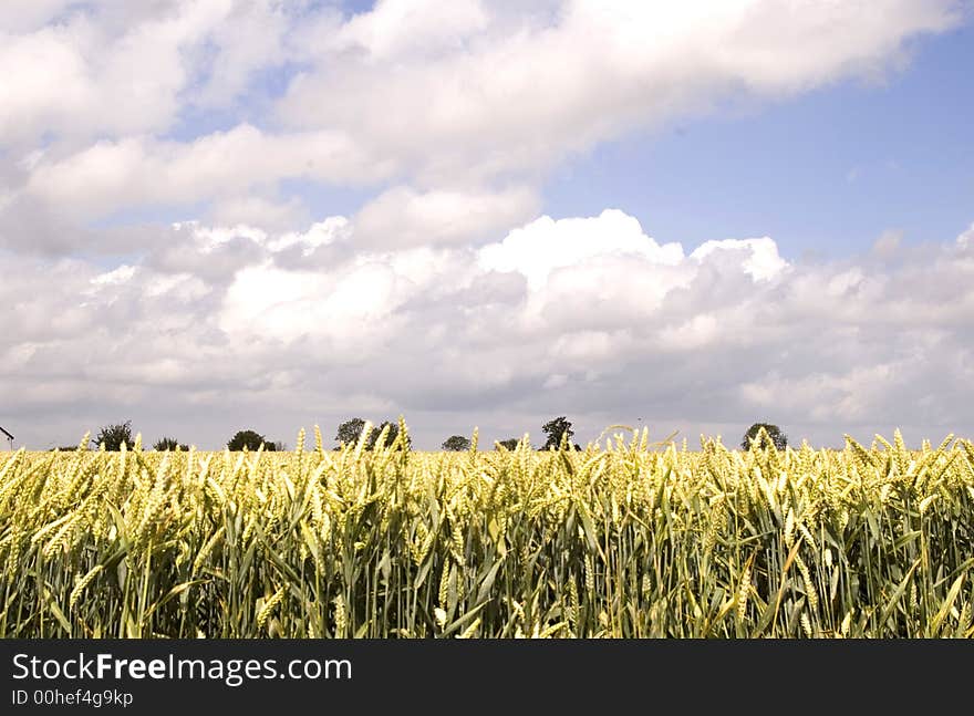 Wheat field, Hertfordshire 2