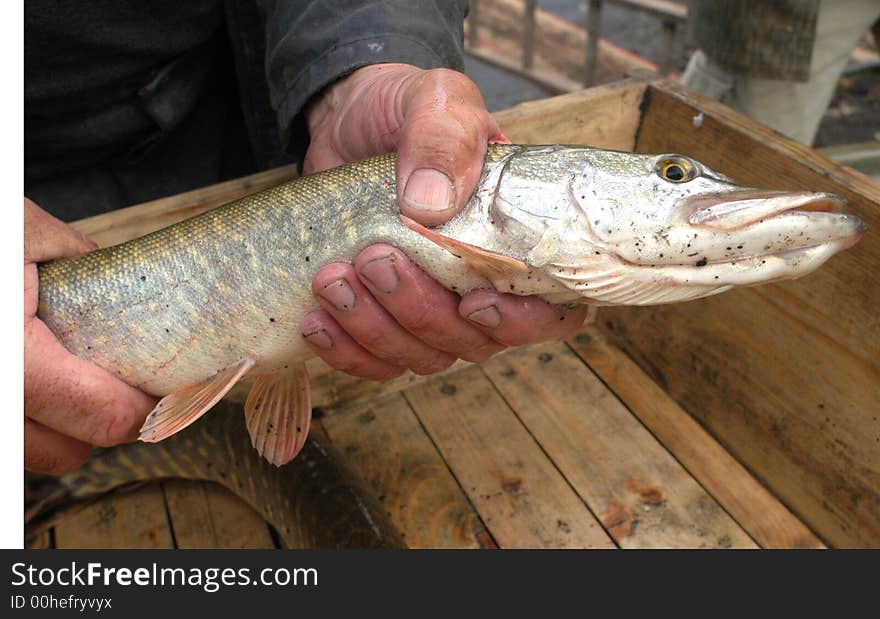 A detail of a pike fish hold by a fisherman´s hands