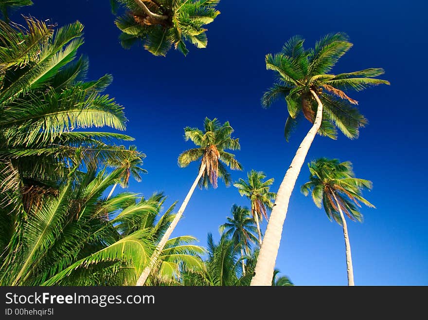 Emerald green palm trees towering in front of a deep blue sky beside a white sand beach. The perfect place for relaxing. Room for text. Emerald green palm trees towering in front of a deep blue sky beside a white sand beach. The perfect place for relaxing. Room for text.