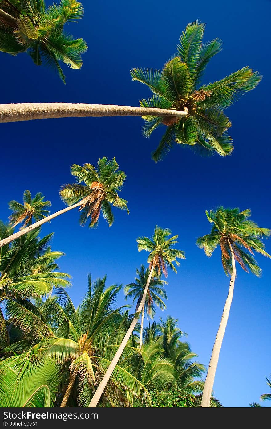 Emerald green palm trees towering in front of a deep blue sky beside a white sand beach. The perfect place for relaxing. Room for text. Emerald green palm trees towering in front of a deep blue sky beside a white sand beach. The perfect place for relaxing. Room for text.