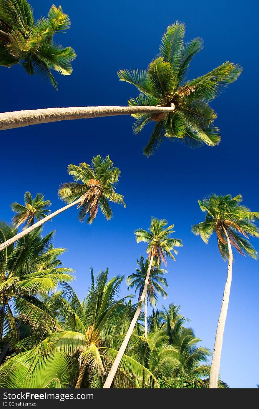 Emerald green palm trees towering in front of a deep blue sky beside a white sand beach. The perfect place for relaxing. Room for text. Emerald green palm trees towering in front of a deep blue sky beside a white sand beach. The perfect place for relaxing. Room for text.