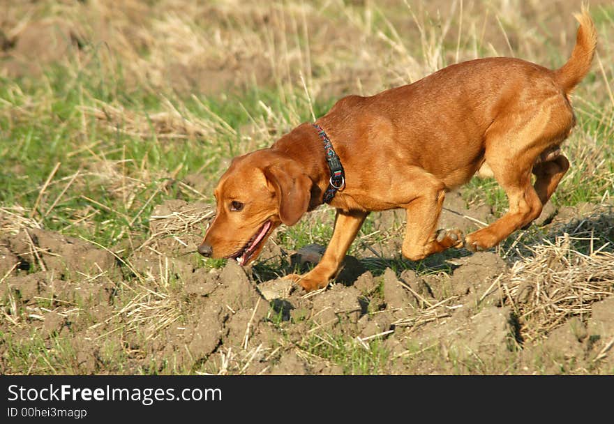 A nice red dog on walk in fields