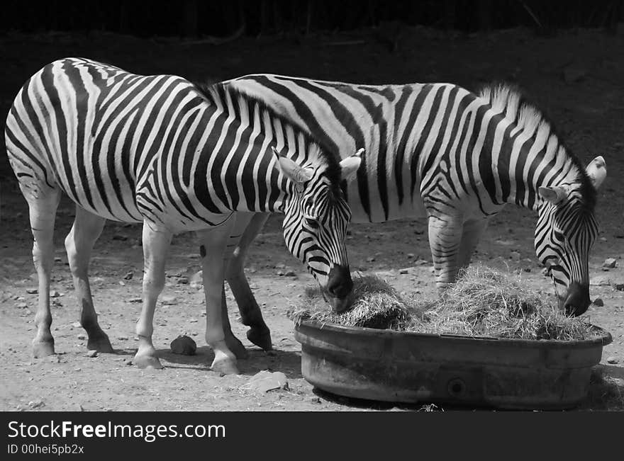 Pair of zebras sharing hay. Pair of zebras sharing hay