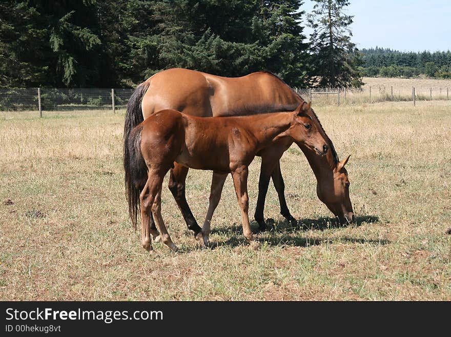 Mare and Foal grazing in a large pasture