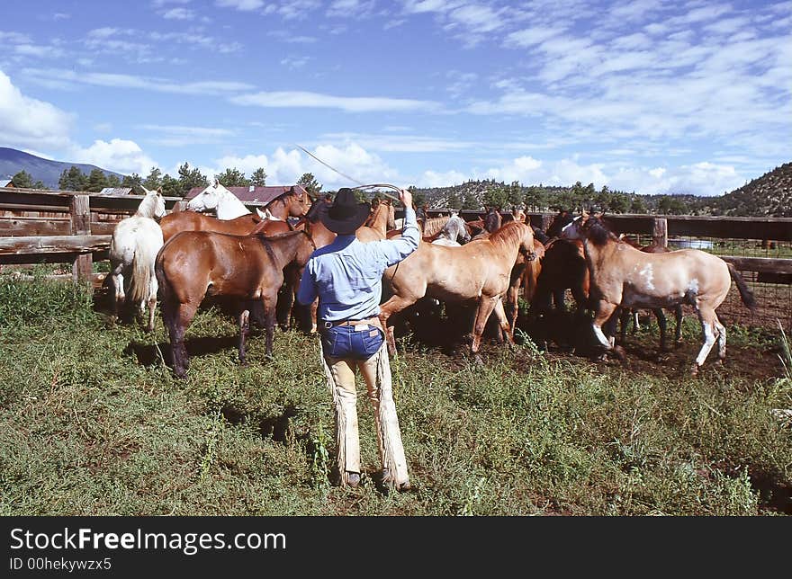 Scene from a horse roundup in the country.