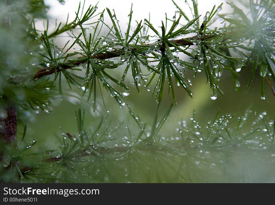 Water droplets on the pine tree needles