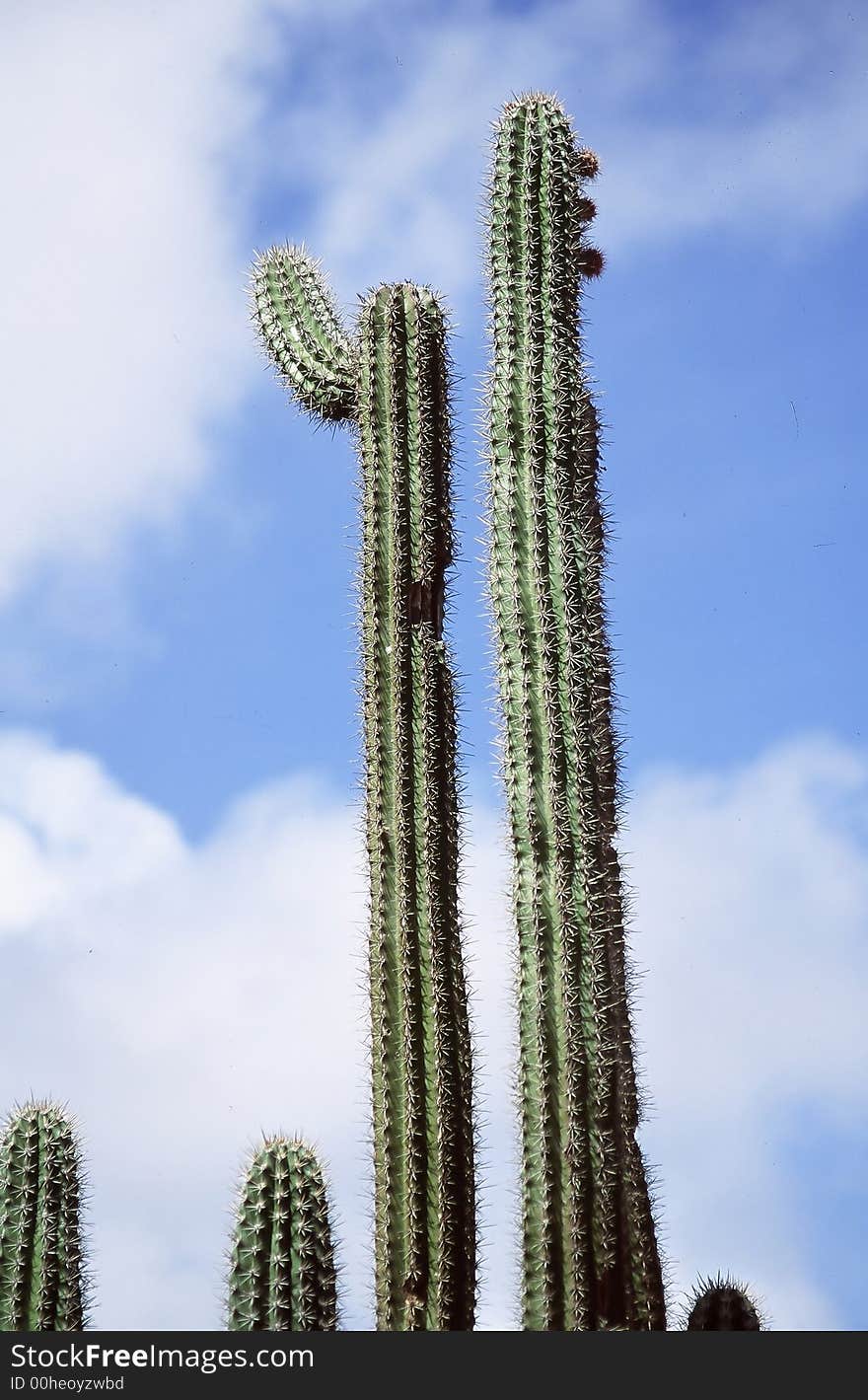 Cactus