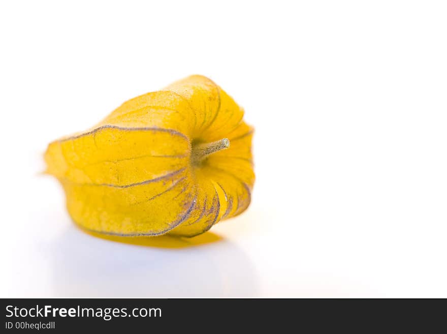 Single physalis fruit opened, on white