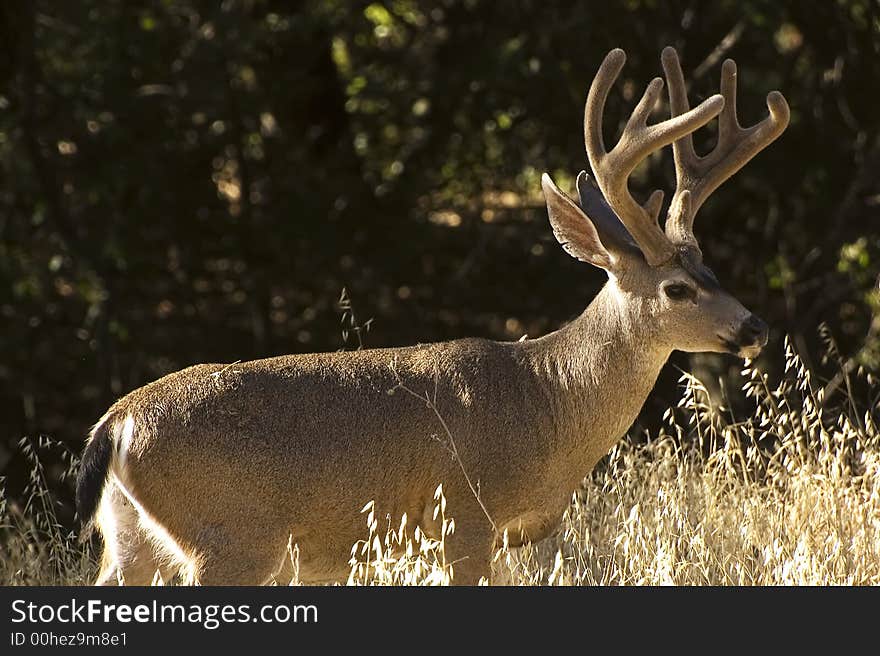 Wild black tail buck with velvet on antlers