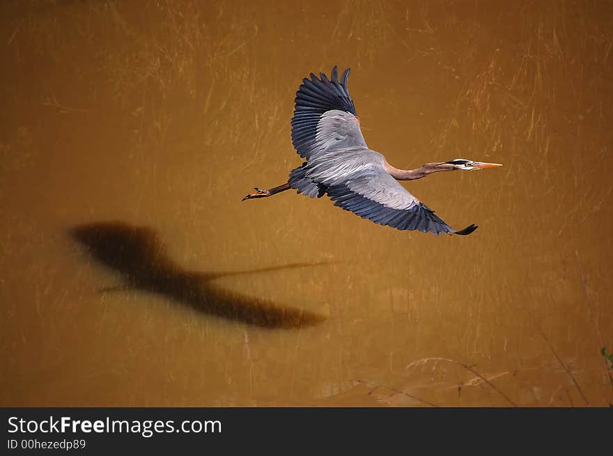 Blue Heron in flight against brown water