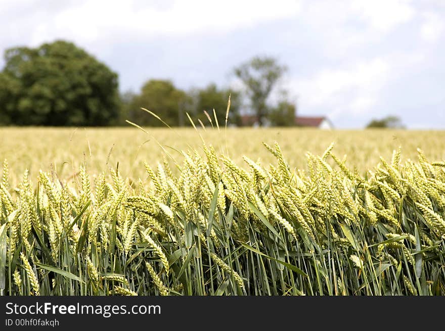 Wheat field, Hertfordshire 3