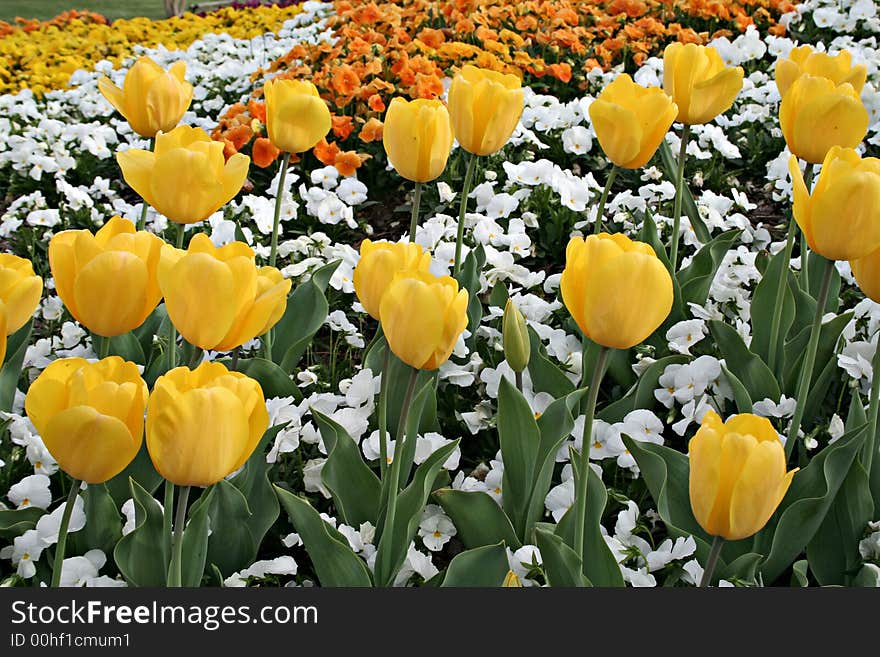 Yellow tulips growing in a bed mixed with assorted petunias. Yellow tulips growing in a bed mixed with assorted petunias.