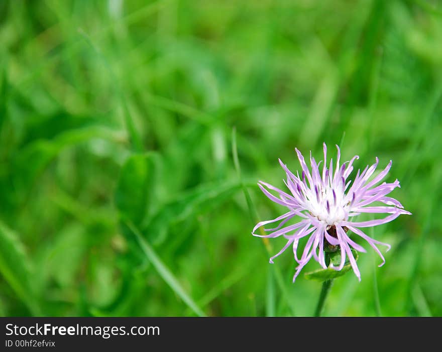 A  macro-photography of a flower.