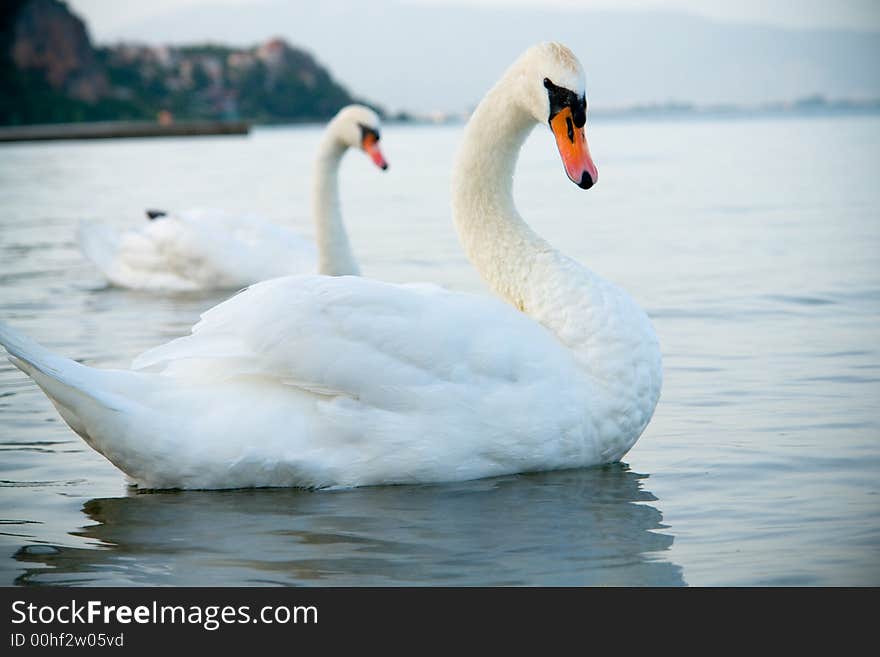 Photo of Swans Swimming on a Lake