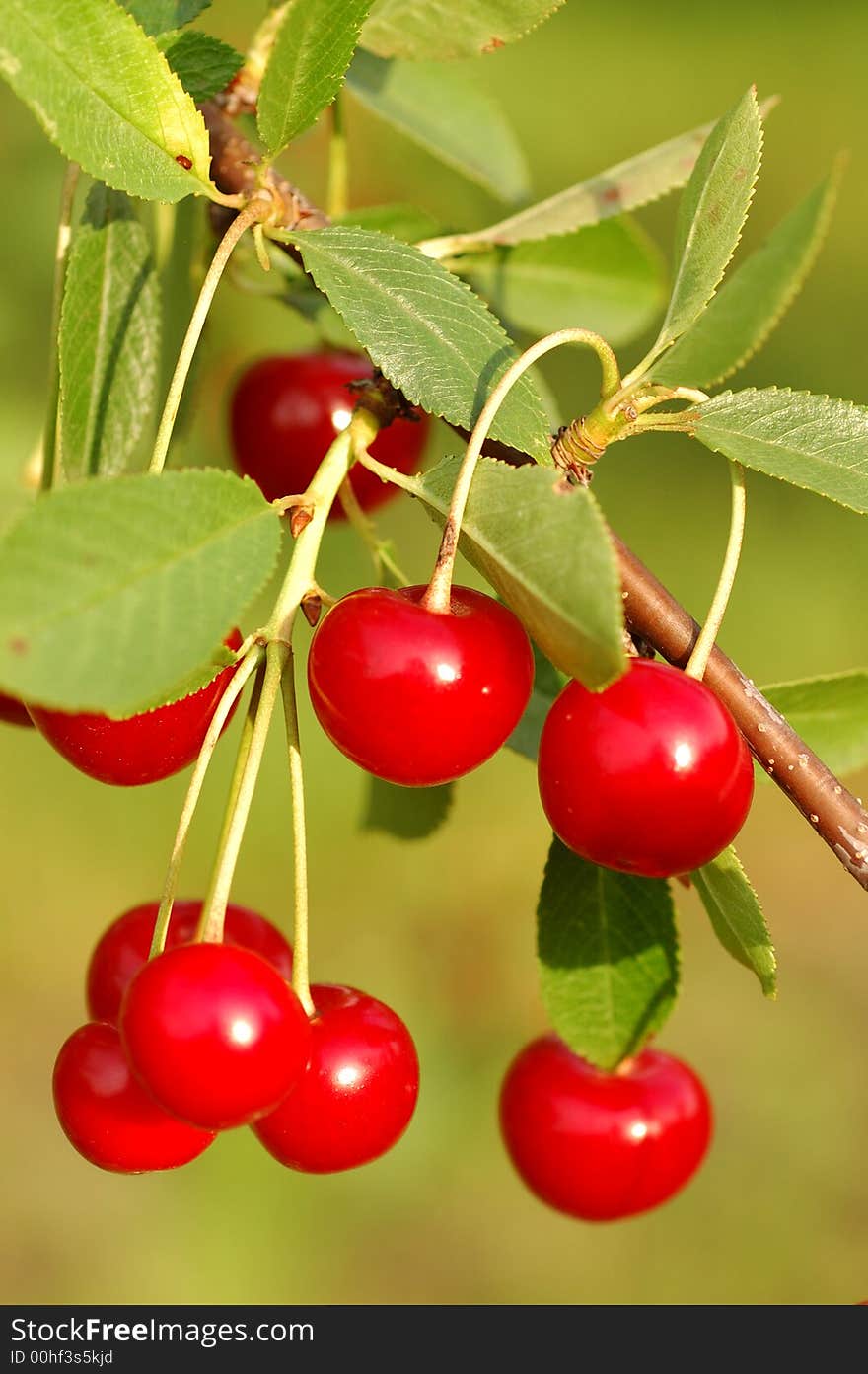 Red cherry on a three in the garden. Red cherry on a three in the garden