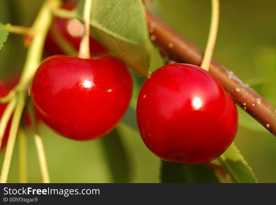 Red cherry on a three in the garden