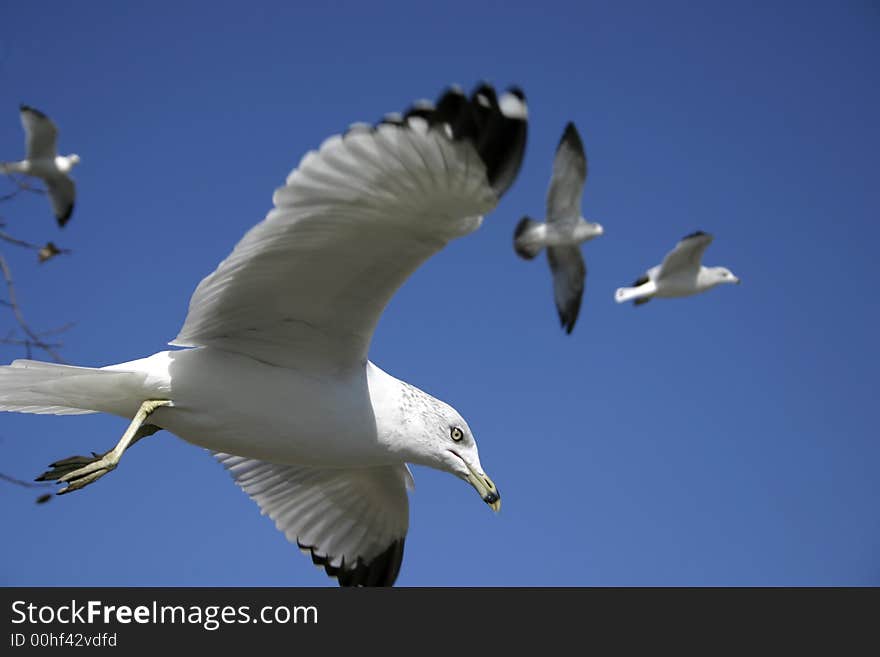 Four ringbilled seagulls flying against a clear blue sky. Four ringbilled seagulls flying against a clear blue sky.